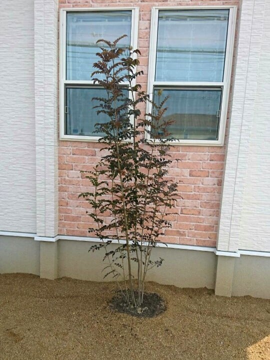 シマトネリコの植栽